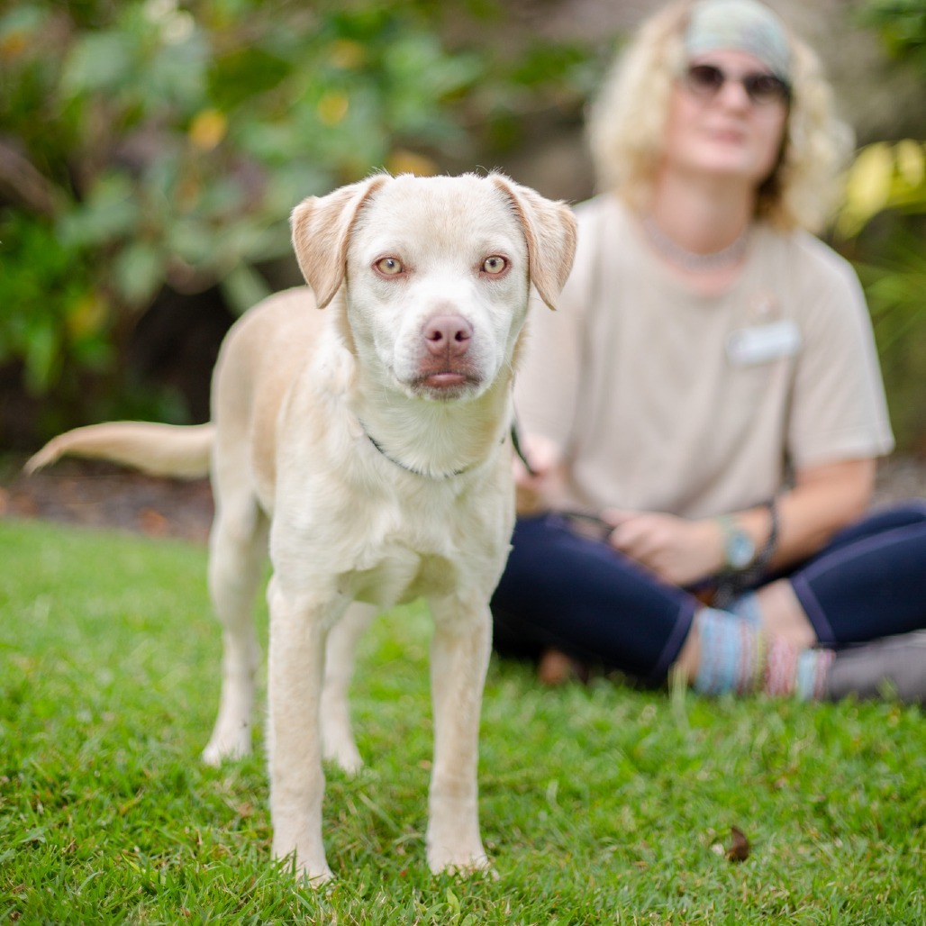 Louie, an adoptable Mixed Breed in Kailua Kona, HI, 96740 | Photo Image 2