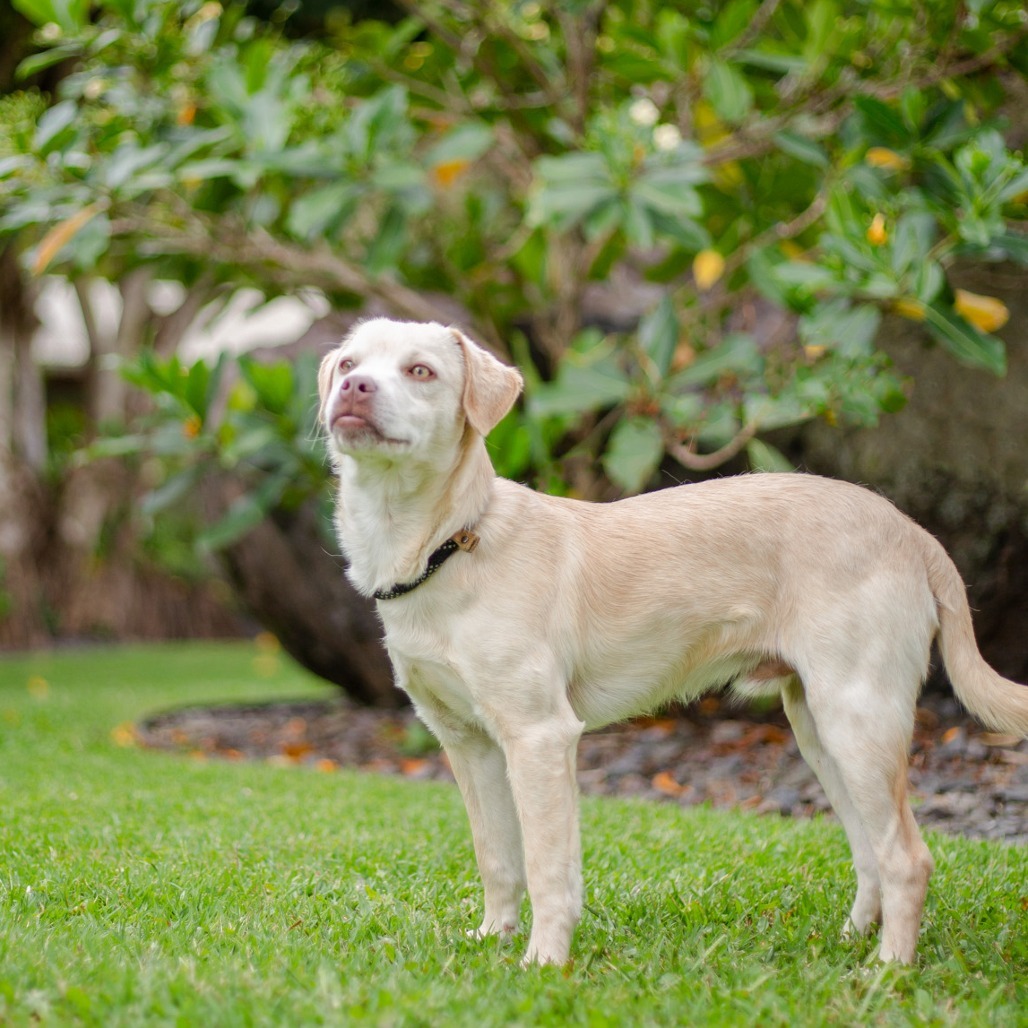Louie, an adoptable Mixed Breed in Kailua Kona, HI, 96740 | Photo Image 3