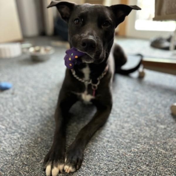 Peaches, an adoptable Mixed Breed in Bismarck, ND, 58507 | Photo Image 1