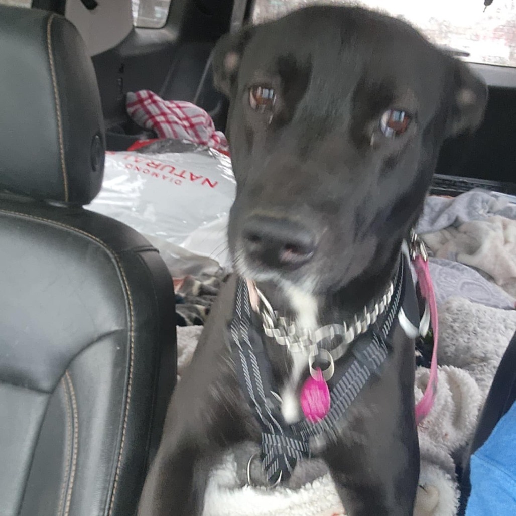 Peaches, an adoptable Mixed Breed in Bismarck, ND, 58507 | Photo Image 2