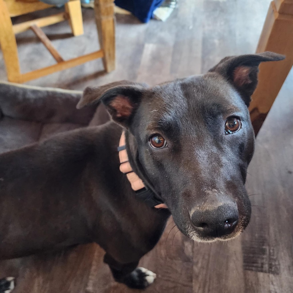 Peaches, an adoptable Mixed Breed in Bismarck, ND, 58507 | Photo Image 4