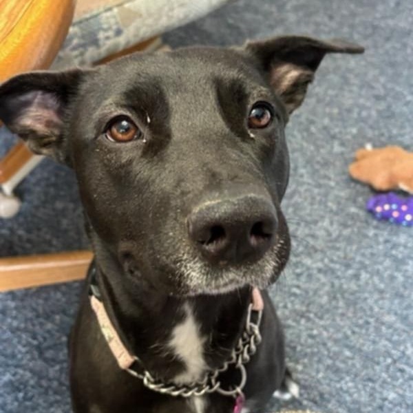 Peaches, an adoptable Mixed Breed in Bismarck, ND, 58507 | Photo Image 5