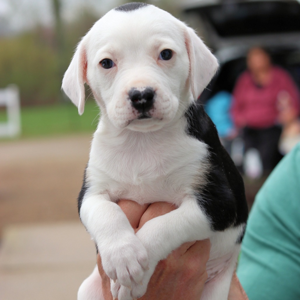 CT Roxy (Avail May 3rd at Cropley's)