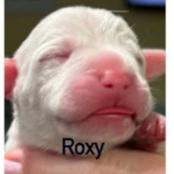 CT Roxy (Avail May 3rd at Cropley's)