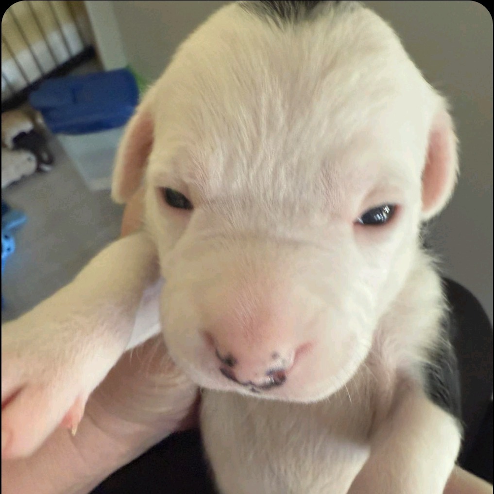 CT Roxy (Avail May 3rd at Cropley's)