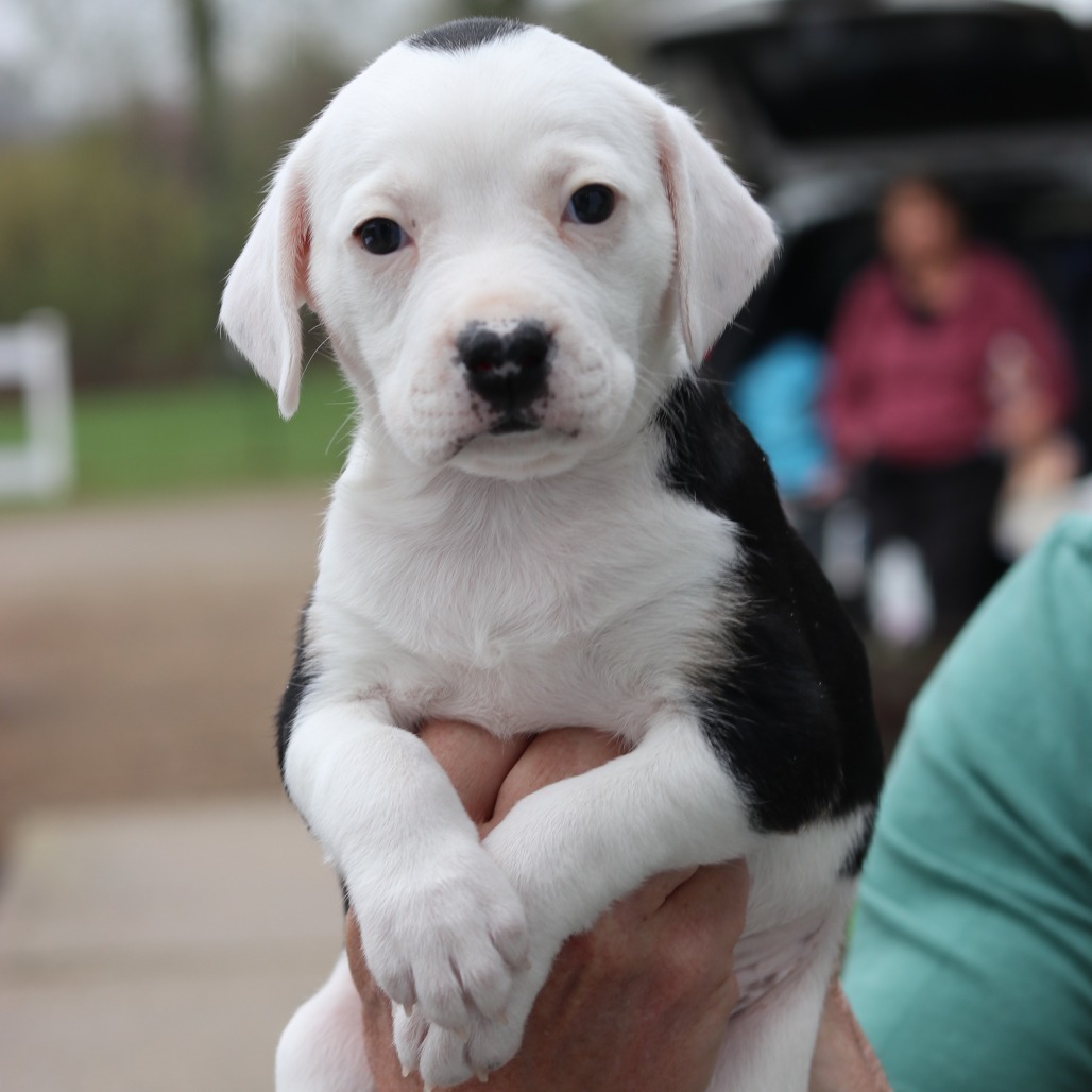 CT Roxy (Avail May 3rd at Cropley's)