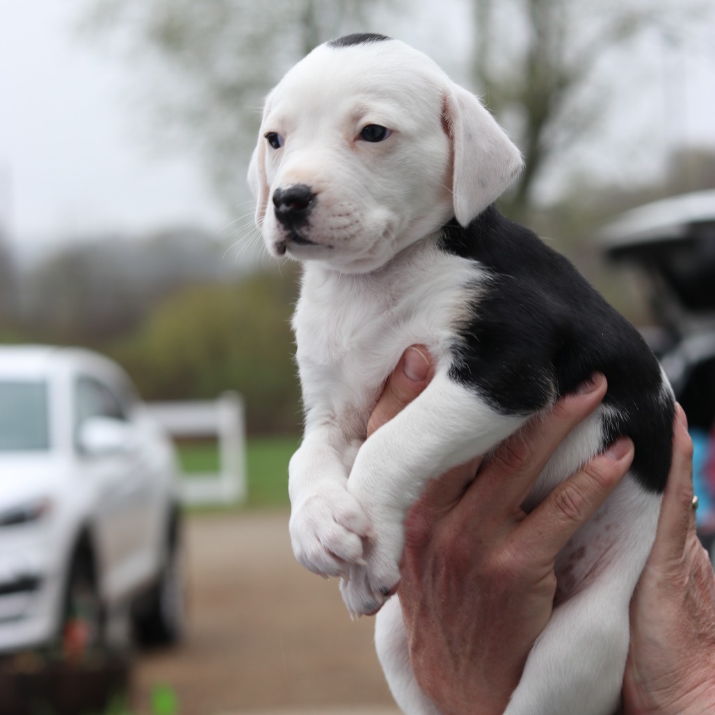 CT Roxy (Avail May 3rd at Cropley's)