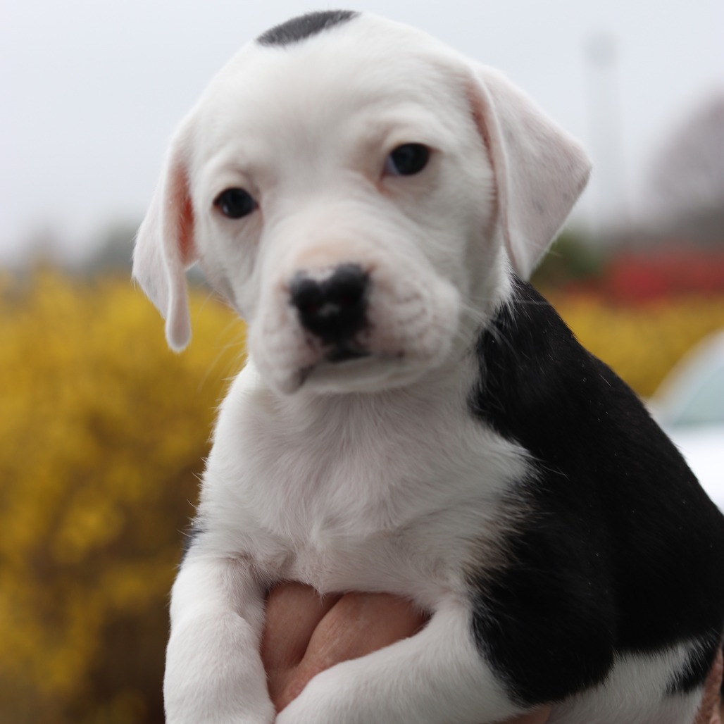 CT Roxy (Avail May 3rd at Cropley's)