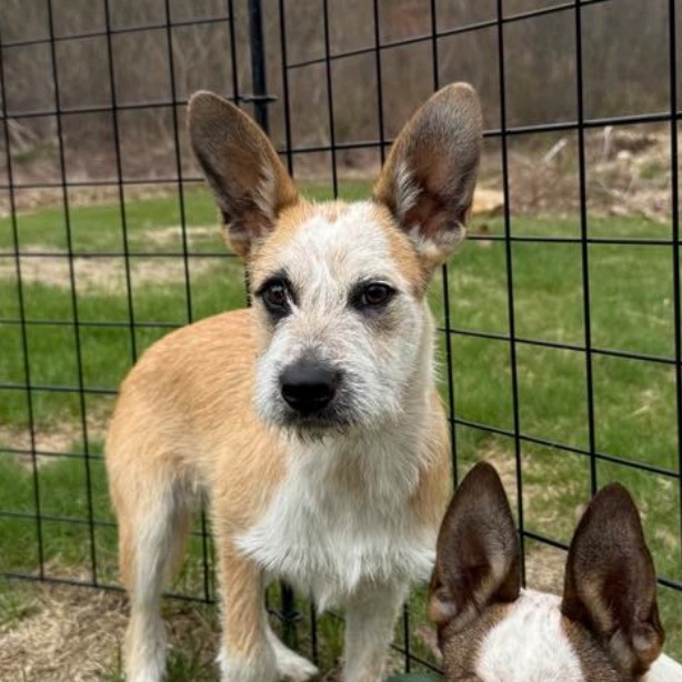 CT Coconut avail May 3 (Cropley's Garden Ctr- Bolton, CT)