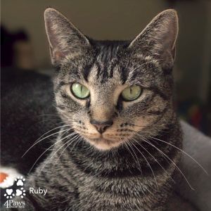 Ruby King, Adult Female unknown