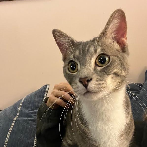 Cosmo