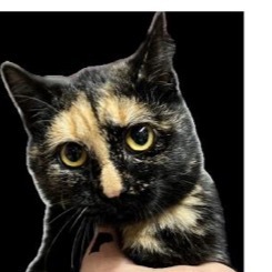 Mardigras, Adult Female Domestic Short Hair