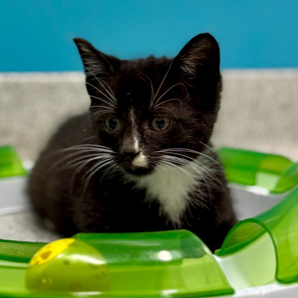 Licorice