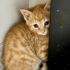 Starburst, Baby Female Domestic Medium Hair