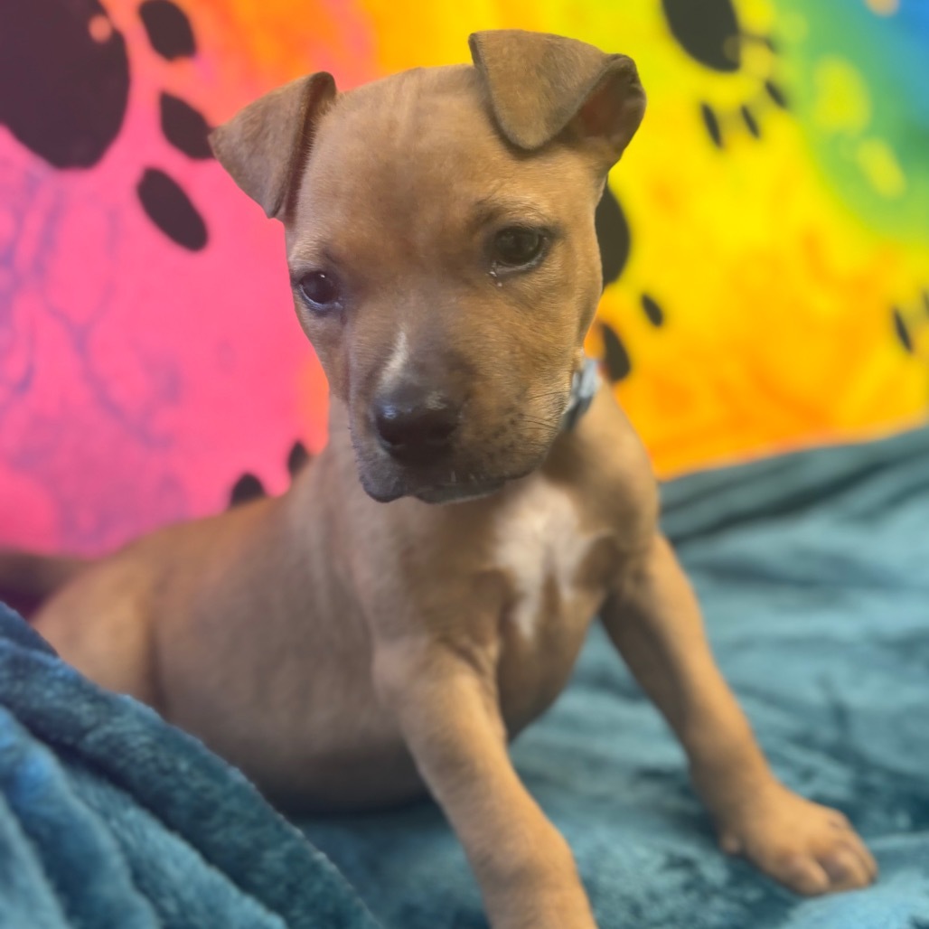 Oliver JR