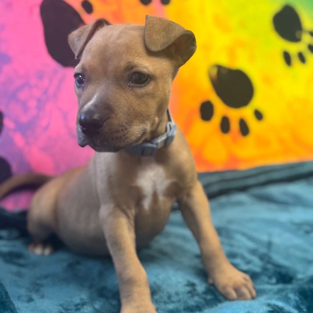 Oliver JR