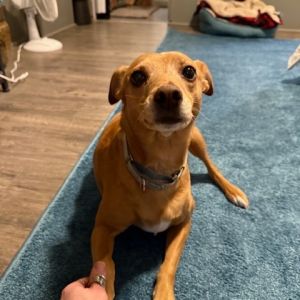 Zoey is a very sweet and quiet girl She loves to lounge around on the couch or snuggle in bed