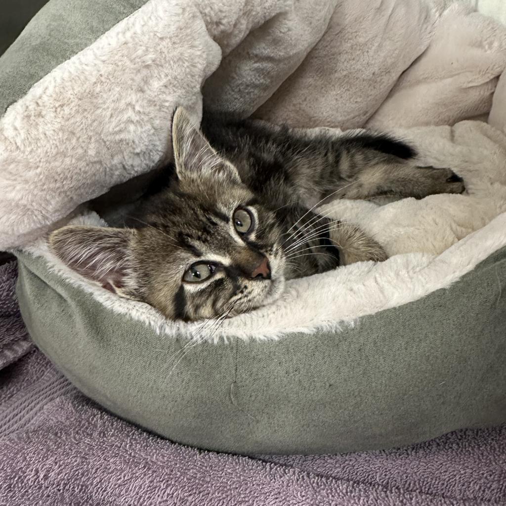 Pebbles