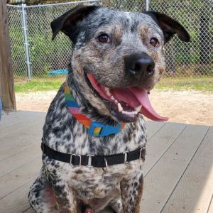 Meet Bart Bart is a striking young dog with a one-of-a-kind speckled coat and a personality just as
