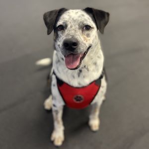 This speckled beauty is Chic Chic is a very friendly and playful girl who weve all grown very fond