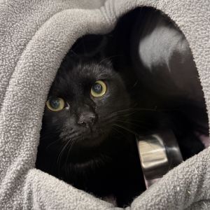 Sherry is currently in foster care and ready for adoption To begin the process please submit an ad
