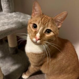 Whitskie, Adult Male Domestic Short Hair