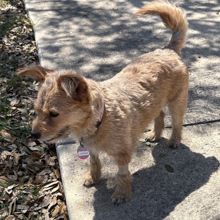 Lillie Marie