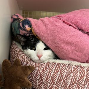 Meet Popsie This incredibly sweet and mellow cat is looking for a loving home where they can truly 