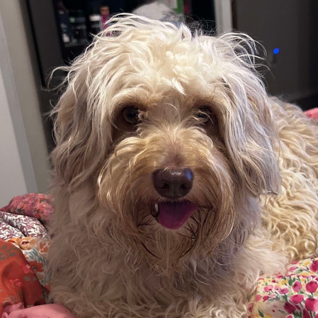 Harley, an adoptable Schnauzer, Cockapoo in Enid, OK, 73703 | Photo Image 1