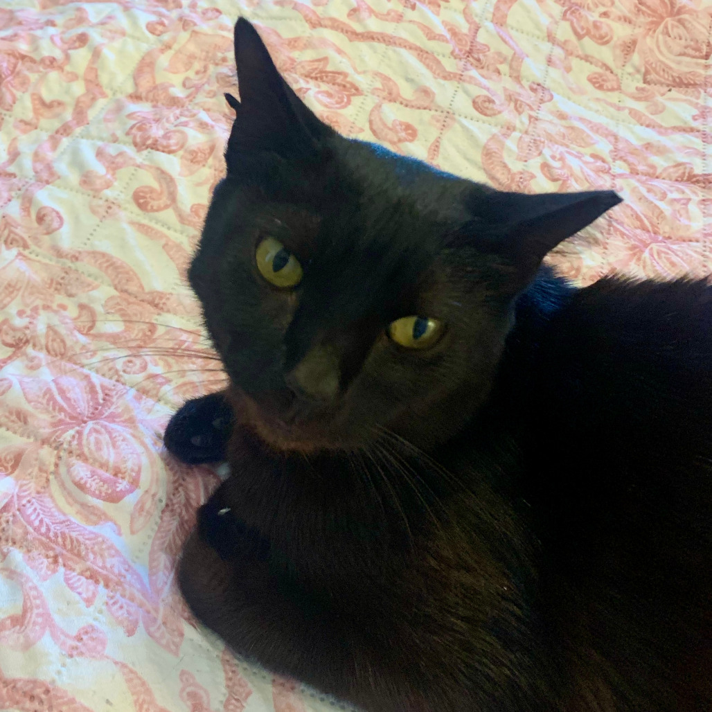 Millie Abner