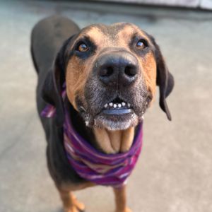 Meet Rover This middle-aged hound is affectionate sweet and does well with other dogs He is a bi