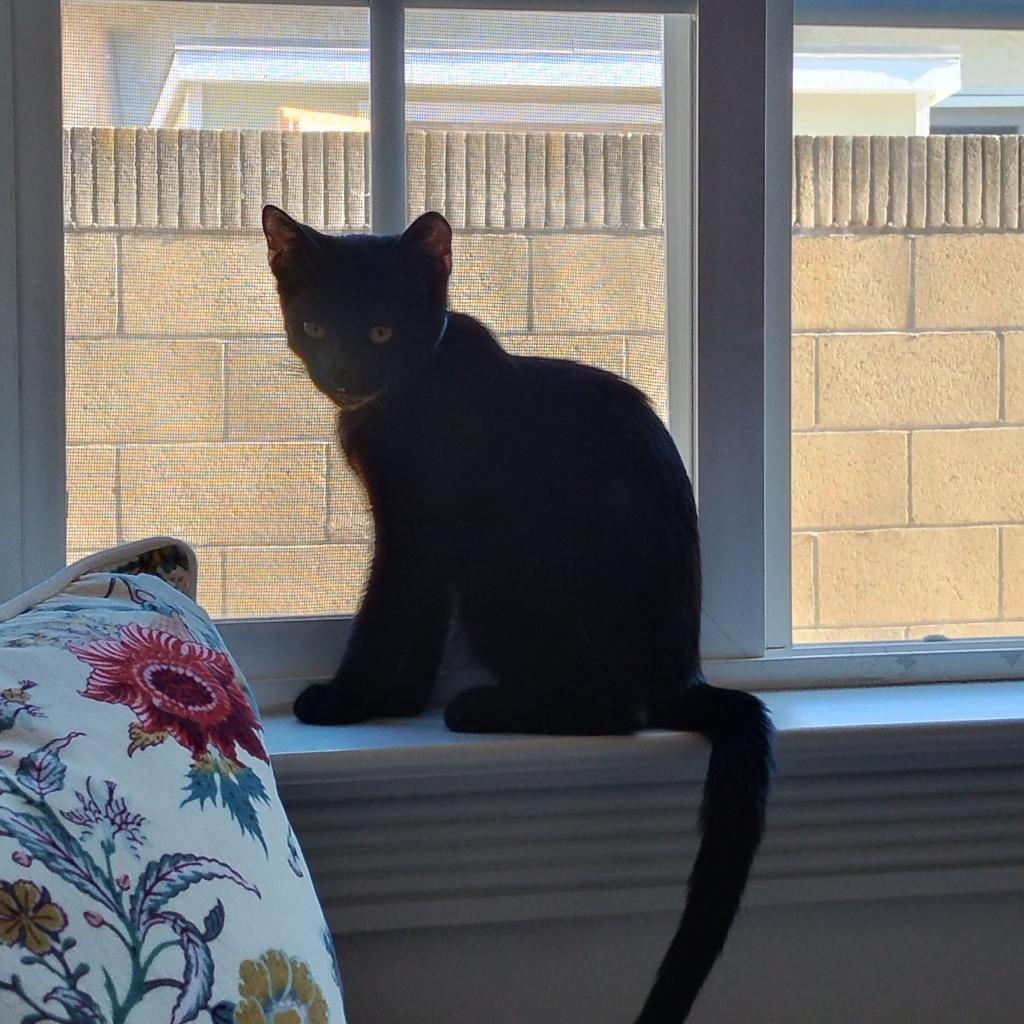Elvis