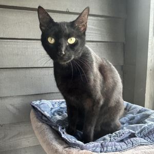 Wage, Adult Male Domestic Short Hair