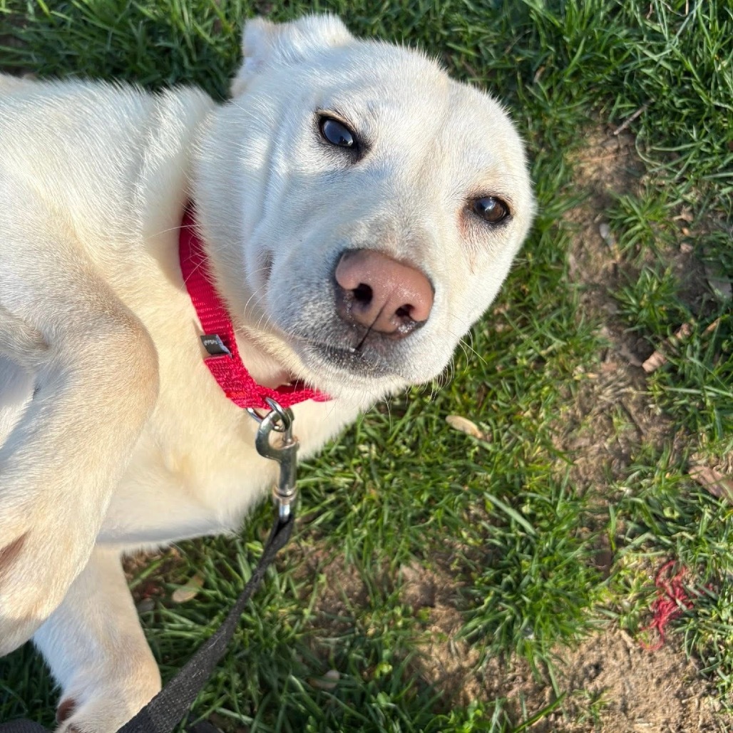 Snickers