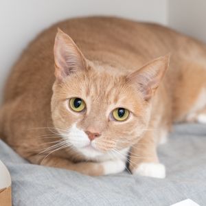 This playful lady is ready to pounce into your life Hartford can be a little hot and cold with peop