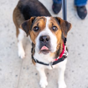 Whos that chubby-faced beauty Its Loralei Loralei and her puppy Alexis were surrendered to a m