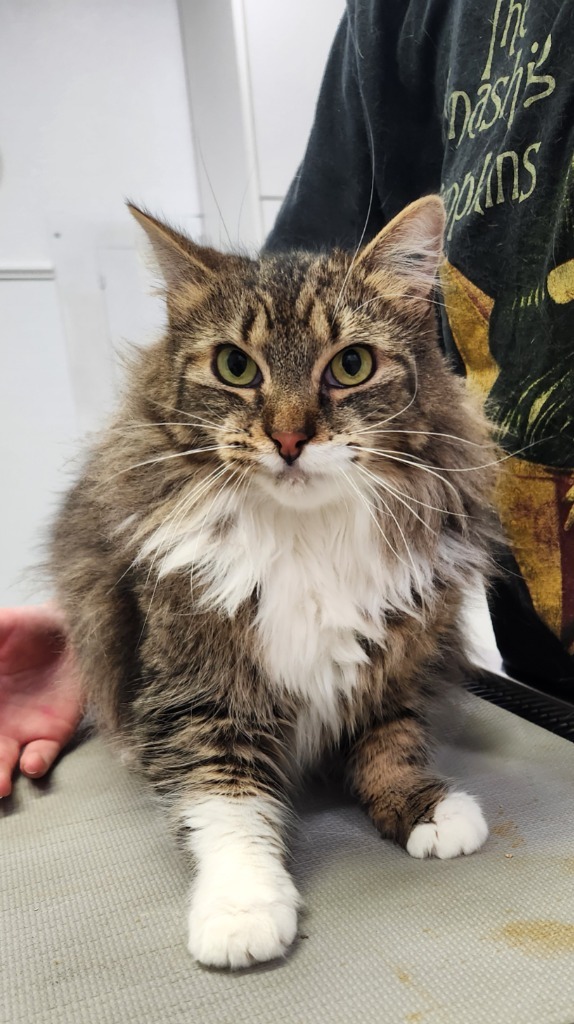 Duchess