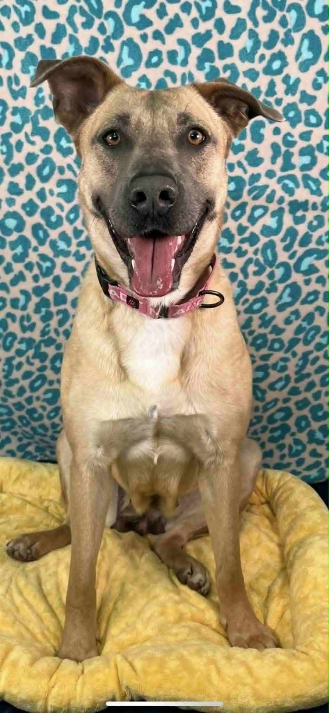 Bambi, an adoptable German Shepherd Dog in Brookings, OR, 97415 | Photo Image 1