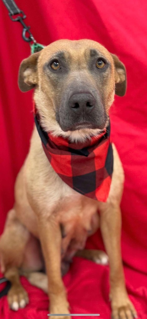 Bambi, an adoptable German Shepherd Dog in Brookings, OR, 97415 | Photo Image 3