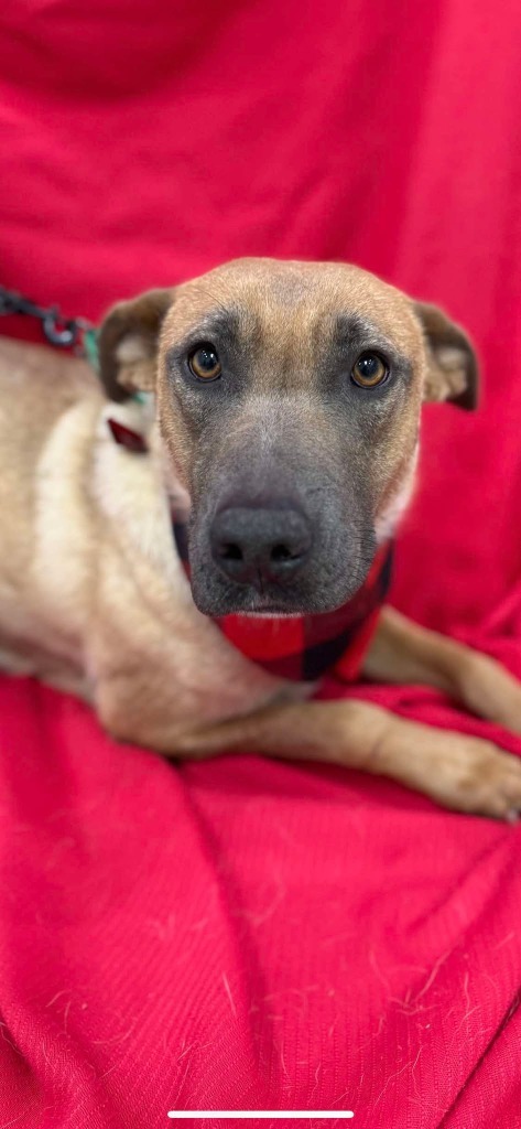 Bambi, an adoptable German Shepherd Dog in Brookings, OR, 97415 | Photo Image 4