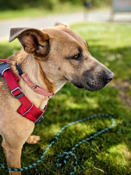 Bambi, an adoptable German Shepherd Dog in Brookings, OR, 97415 | Photo Image 5