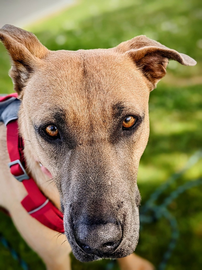 Bambi, an adoptable German Shepherd Dog in Brookings, OR, 97415 | Photo Image 6