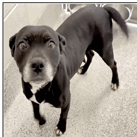 Cookie (Miami)