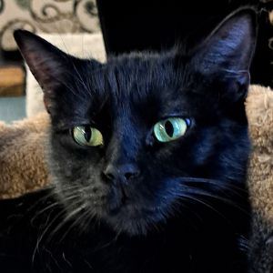 Truly, Adult Female Domestic Short Hair