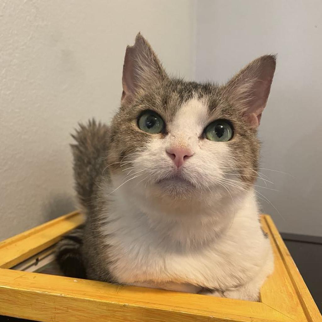 Willow Carter, an adoptable Domestic Short Hair in Eagle Mountain, UT, 84005 | Photo Image 1