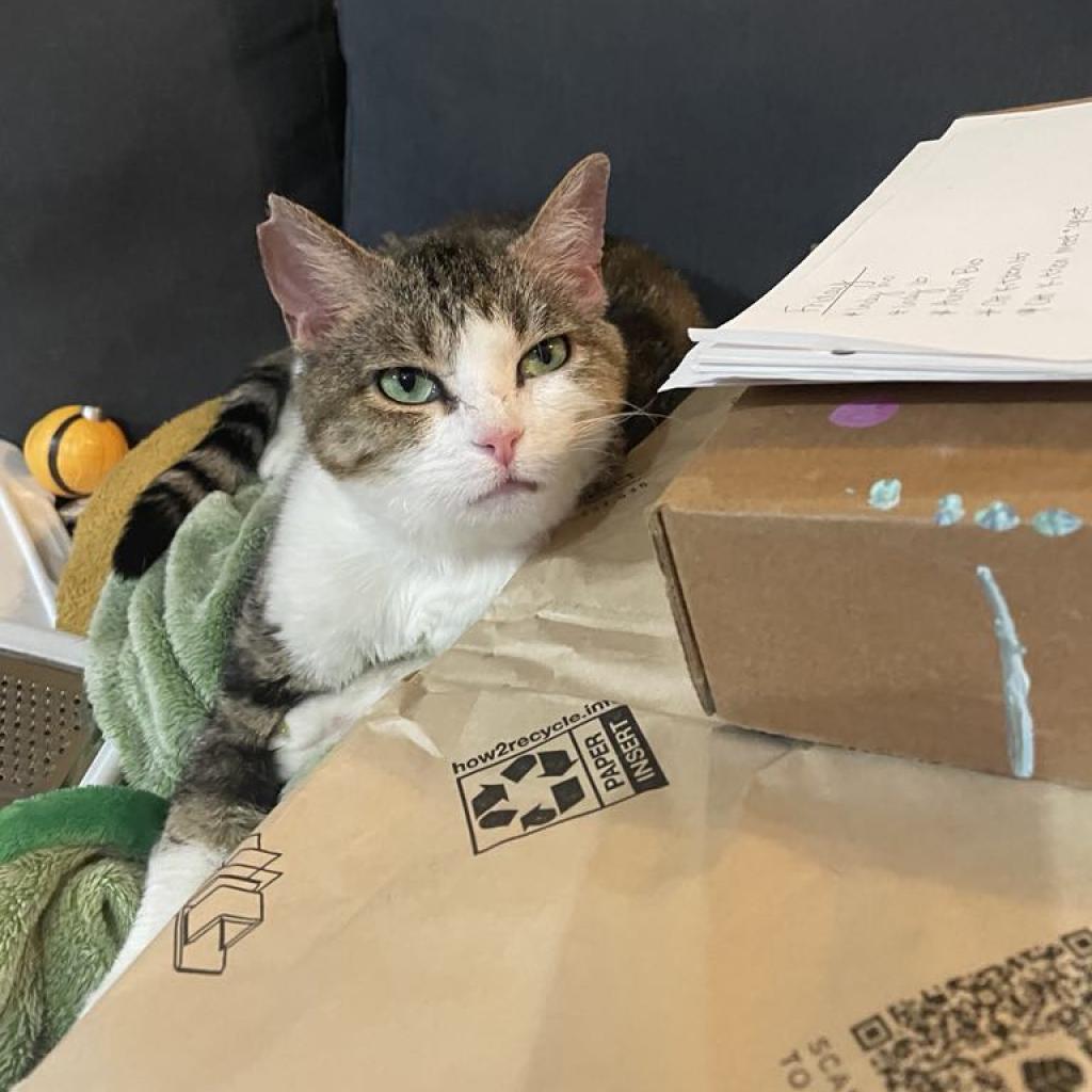 Willow Carter, an adoptable Domestic Short Hair in Eagle Mountain, UT, 84005 | Photo Image 2