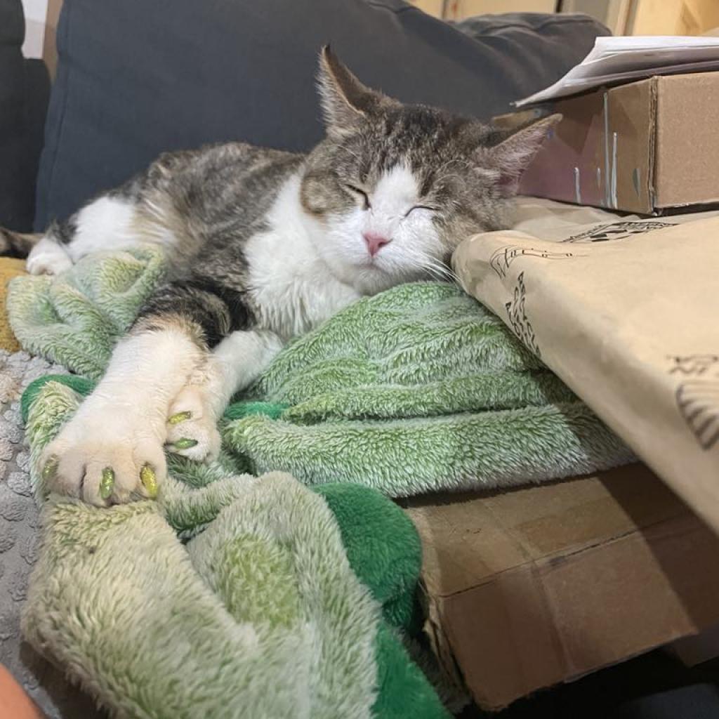 Willow Carter, an adoptable Domestic Short Hair in Eagle Mountain, UT, 84005 | Photo Image 3