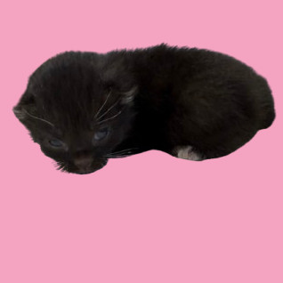 TUSC-Stray-80186