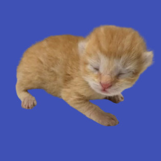 TUSC-Stray-80180