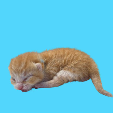 TUSC-Stray-80180_2_3